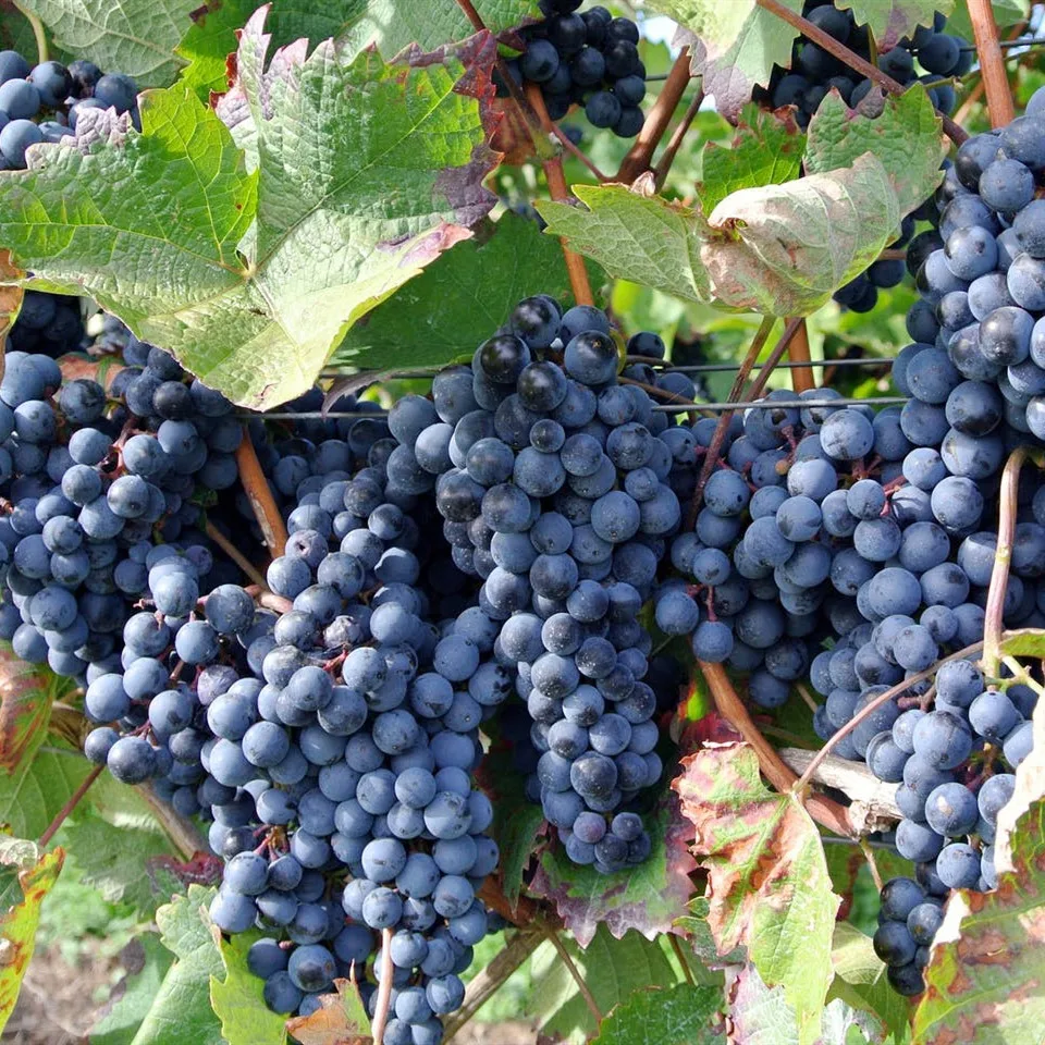 Manufacture Top Quality Crimson Seedless Shine Muscat Red Grapes