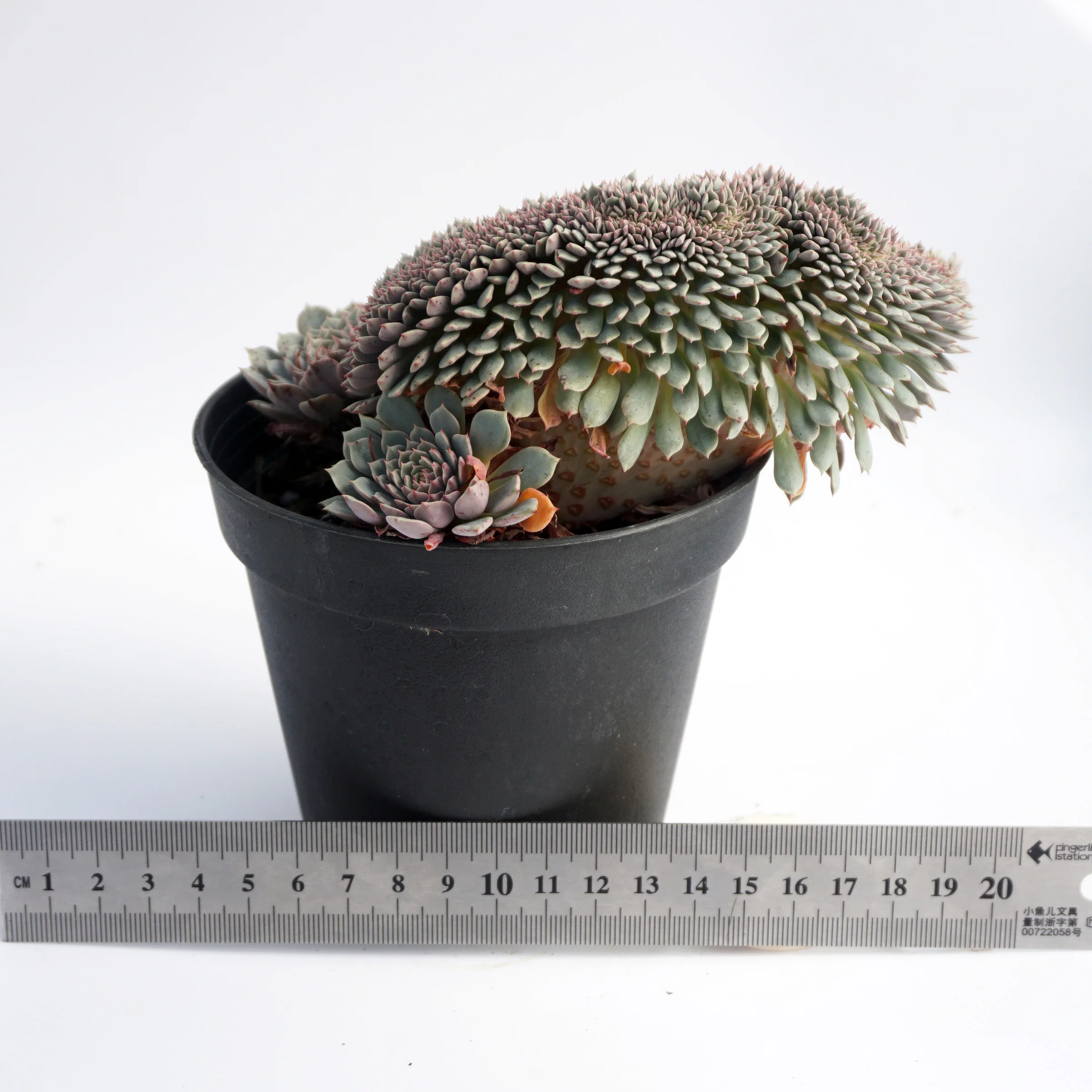 factory direct supply of natural plant ingredients suculentas ornamental echeveria variegated succulent plant