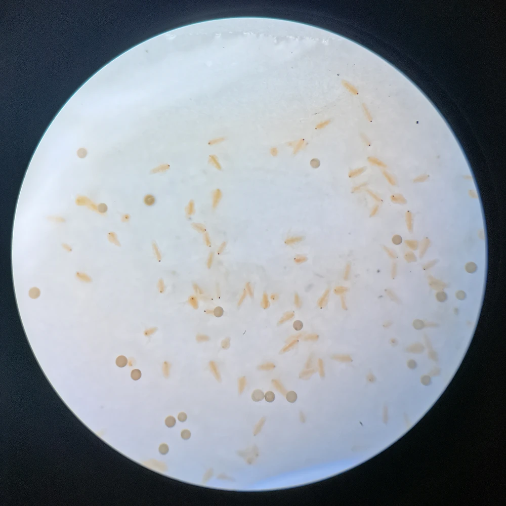 
High Quality AS OSI Artemia Eggs Bohai Bay Brine Shrimp Eggs with 90% Hatch Rate Brine Shrimp Eggs 