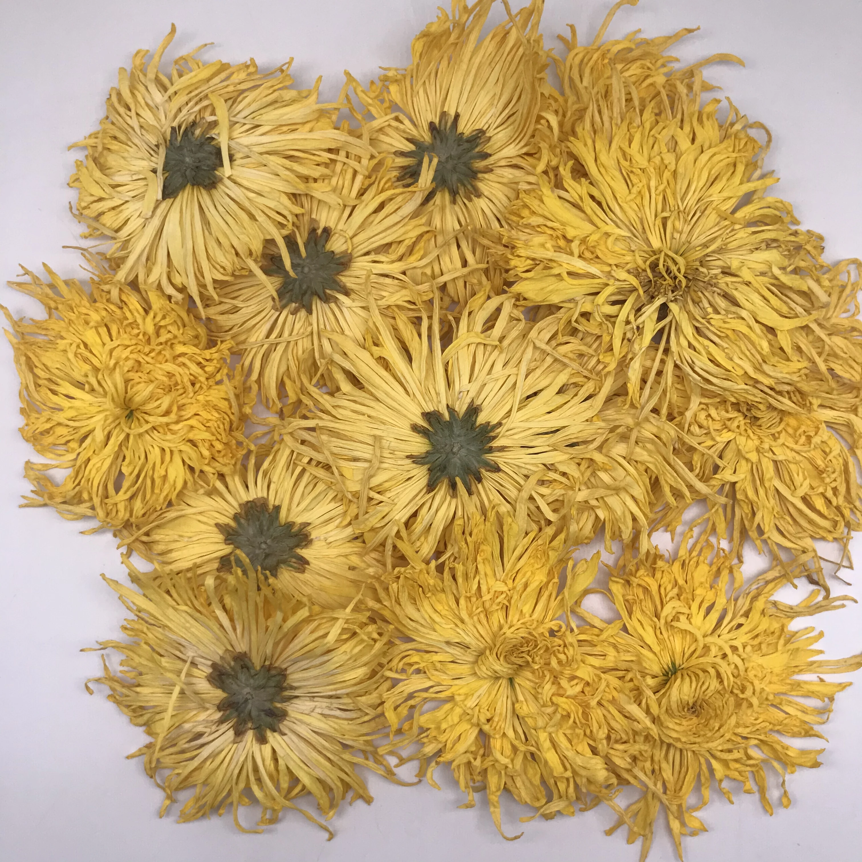 4024 Jin Si Huang Ju Blooming Tea Chrysanthemum Tea Gold Emperor Chrysanthemum Flower Tea