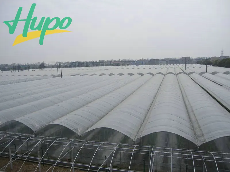 HUPO BEST PRICE ALOE VERA DICE FROM CHINA  MANUFACTURER