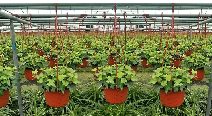 plastic hanging flower  baskets