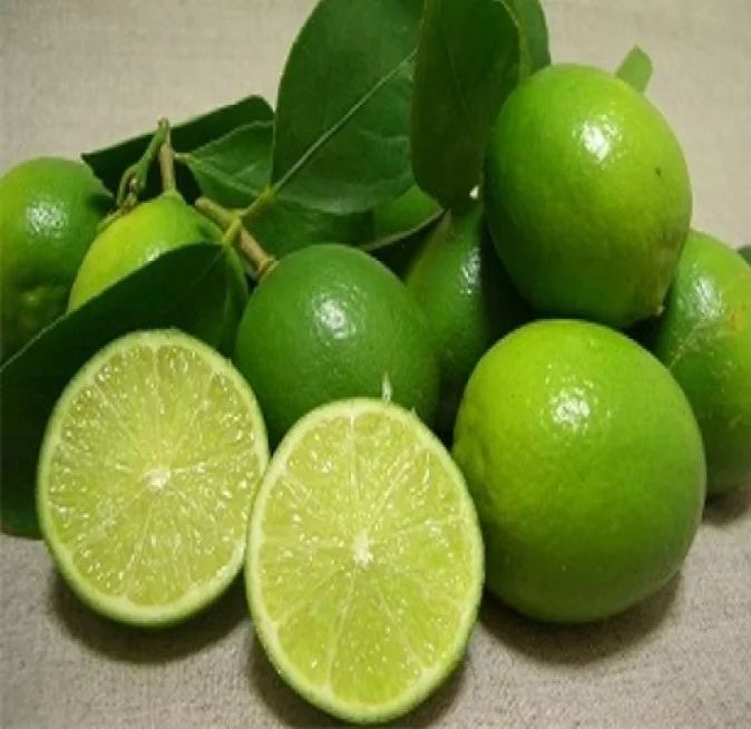 Cheap Price Exporter Tropical Fruit/ Fresh Green Lime Seedless/ Seedless Lemon From Vietnam Ready to Ship