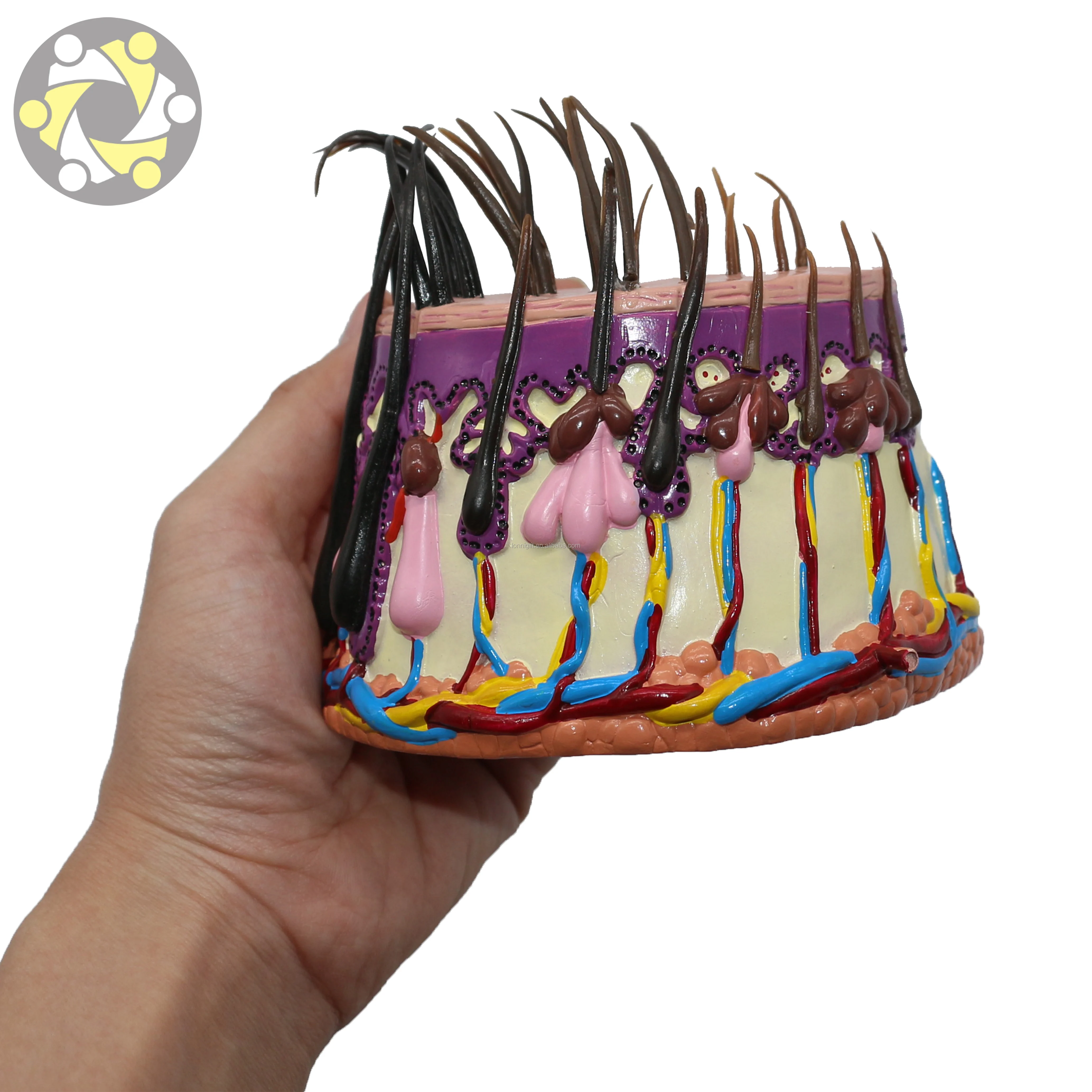 Medical science anatomic model of hair follicle Scalp demonstration model Shampoo efficacy demonstration model