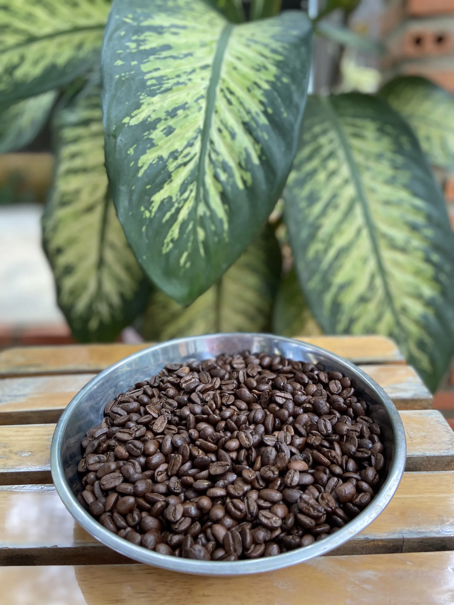 Robusta Coffee Bean Vietnam Origin 98% Maturity Pure 12.5% Max Moisture Roasted Coffee Bean