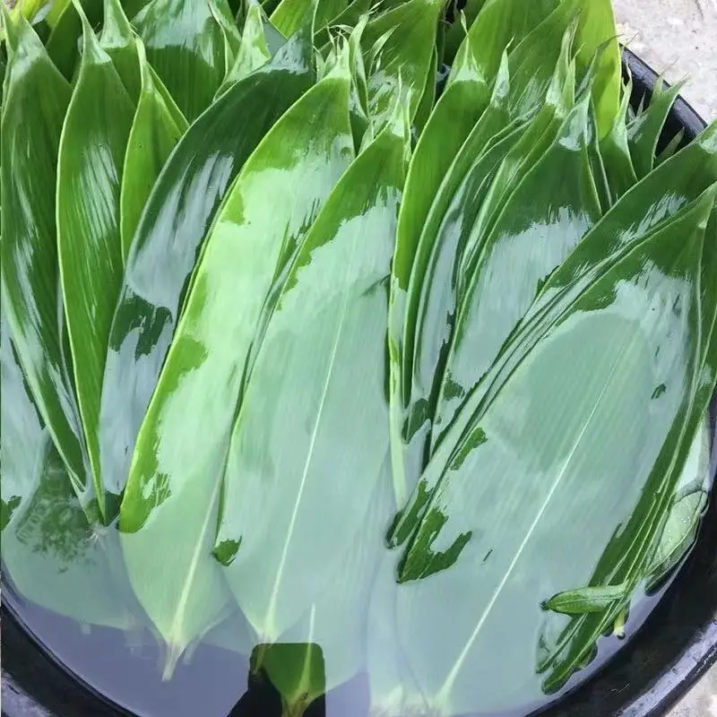 Cheap Biodegradable Bulk Natural Bamboo Leaf Panda Fresh Green Leaves Products for Sushi Leaves Boat Party Decoration
