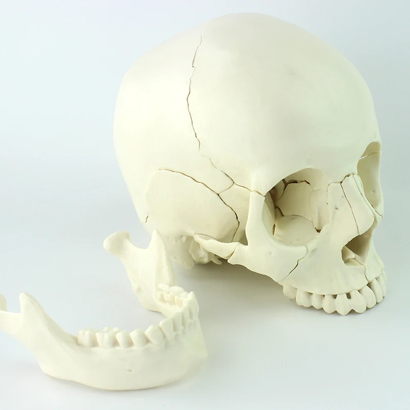 factory cheap price teaching model skeleton plastic skull model