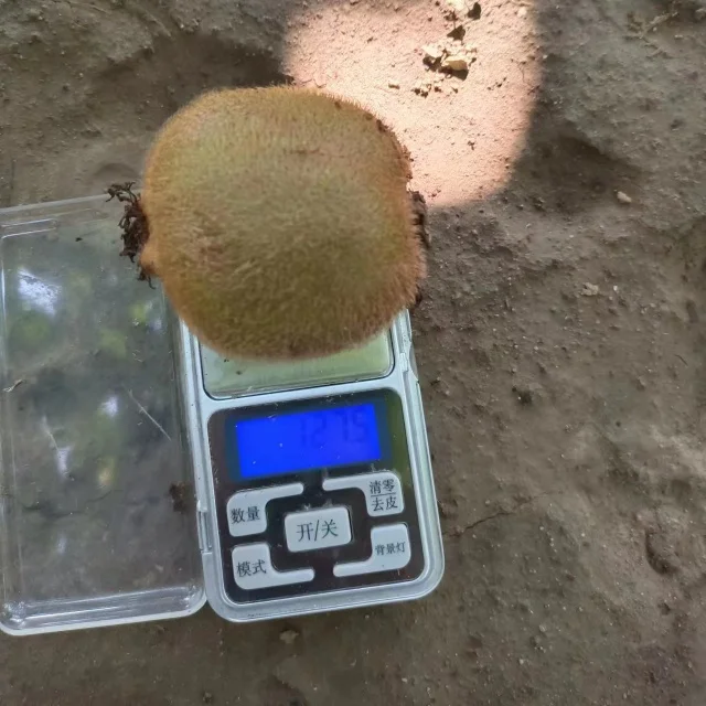 Premium Fresh Nutritious Green Kiwifruit High Quality Kiwi Fruits