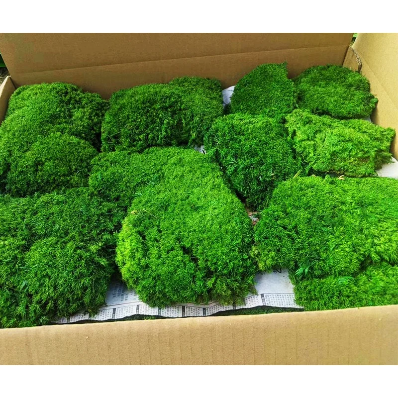 High Quality Real Natural Soft Everlasting Preserved Moss round  wall hanging framed artificial moss balls for decoration