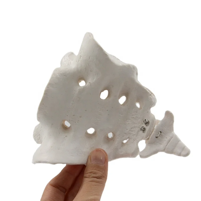 Сакром в натуральную величину, модель кости, румпбон, кости, Сакральная кость, человеческий скелет, манекен, анатомия, медицина