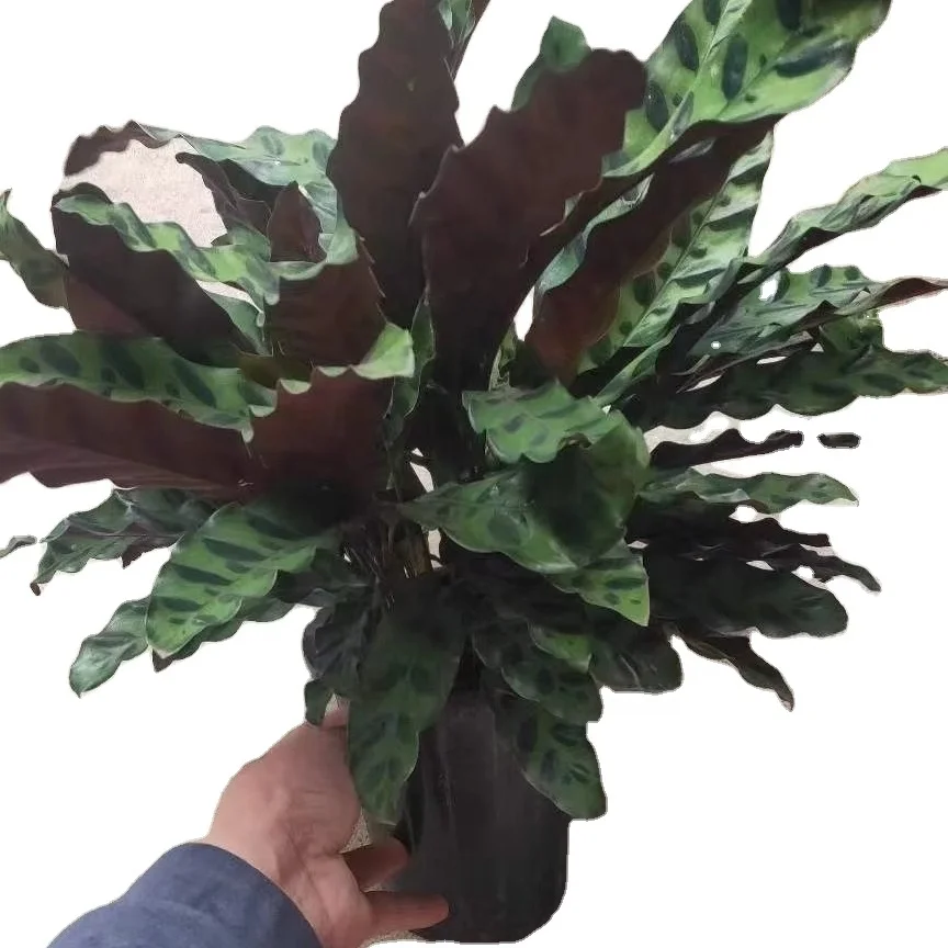 
Ornamental plant bonsai Calathea green beauty wholesale green nature plant Calathea insignis 