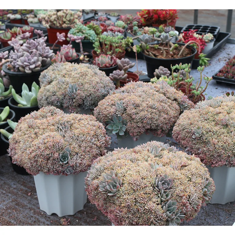 
artifical succulent plants big Live succulent plants natural indoor for desk China plant farm 