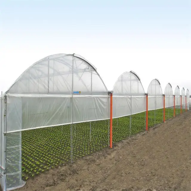 Commercial Agriculture smart multibay greenhouse weifang supplier