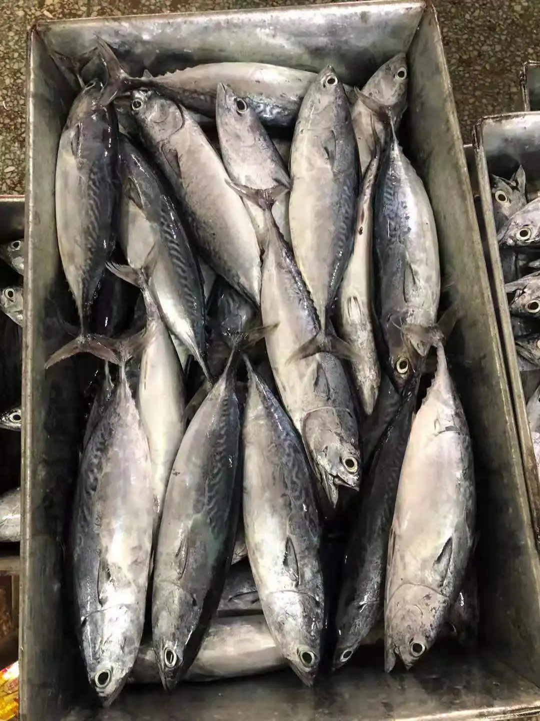 Замороженная рыба, Тихоокеанская скумбрия, замороженная скумбрия, Рыба для консервирования