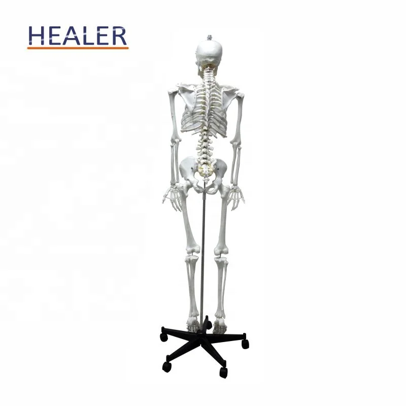 170cm/180cm human plastic skeleton anatomical model, advanced detachable bone model