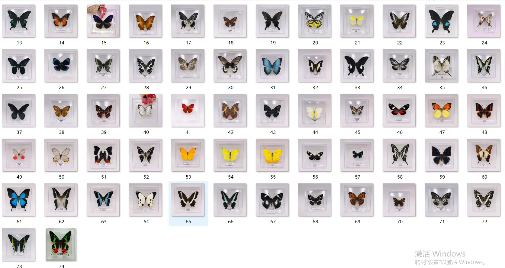 Natural decorative gift air dry inlaid storage insect specimens hundreds of beautiful real butterfly specimens
