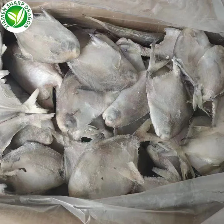 New season 100-120 Frozen seafood Frozen White Pomfret