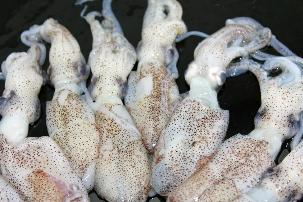 
frozen chinese squid loligo squid good quality squid 