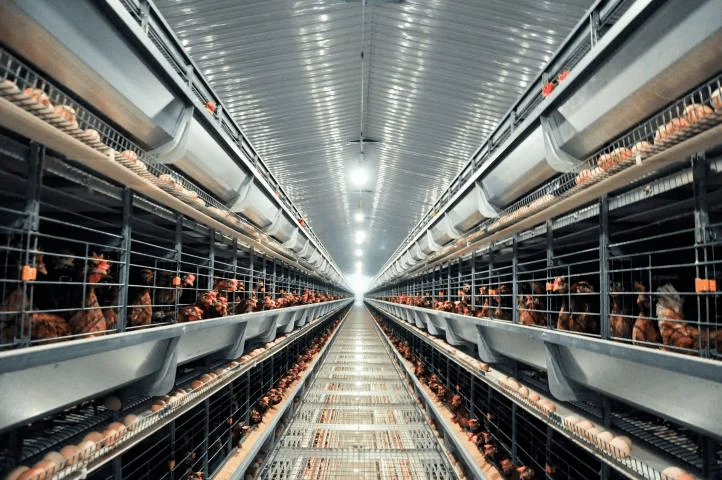 Cheap Construction Steel Structure Shed Poultry Farm Chicken House For Sale Commercial Egg Chicken House Design For Layers
