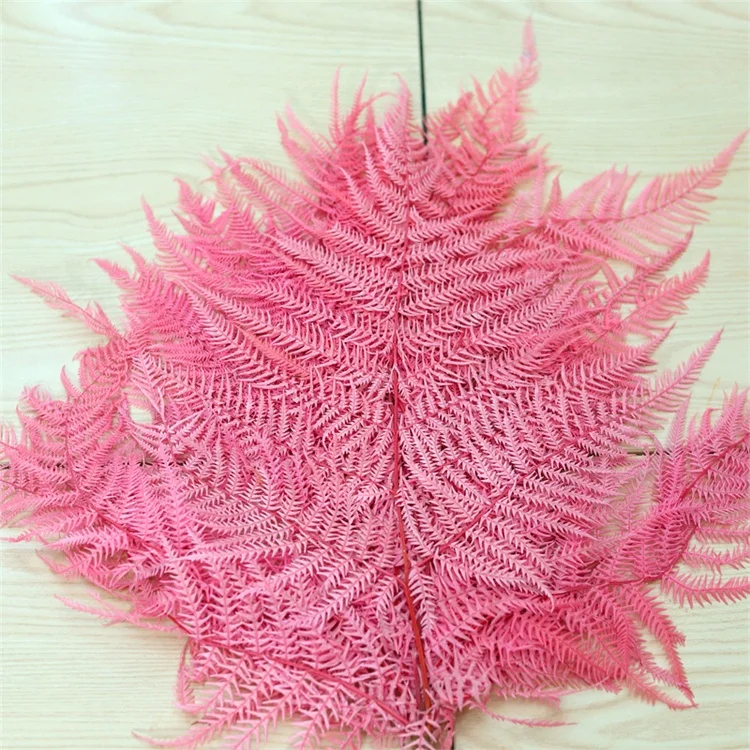 
2020 Amazon Hot sale Home decorative flowers Big Fern Leaf Real Natural Preserved flower Fern leaves 