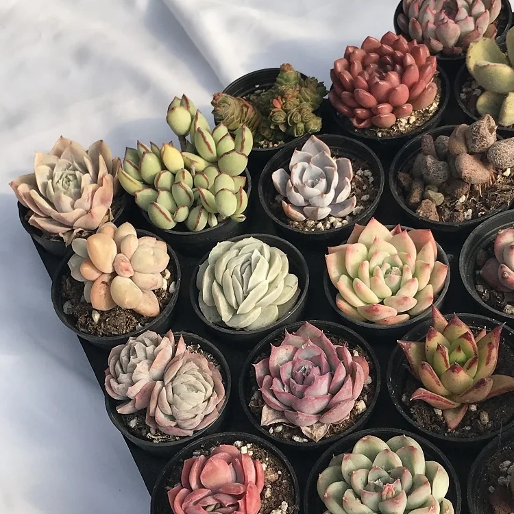 
wholesale 48 kinds of plants, 54 pcs live natural succulent Plant combination 