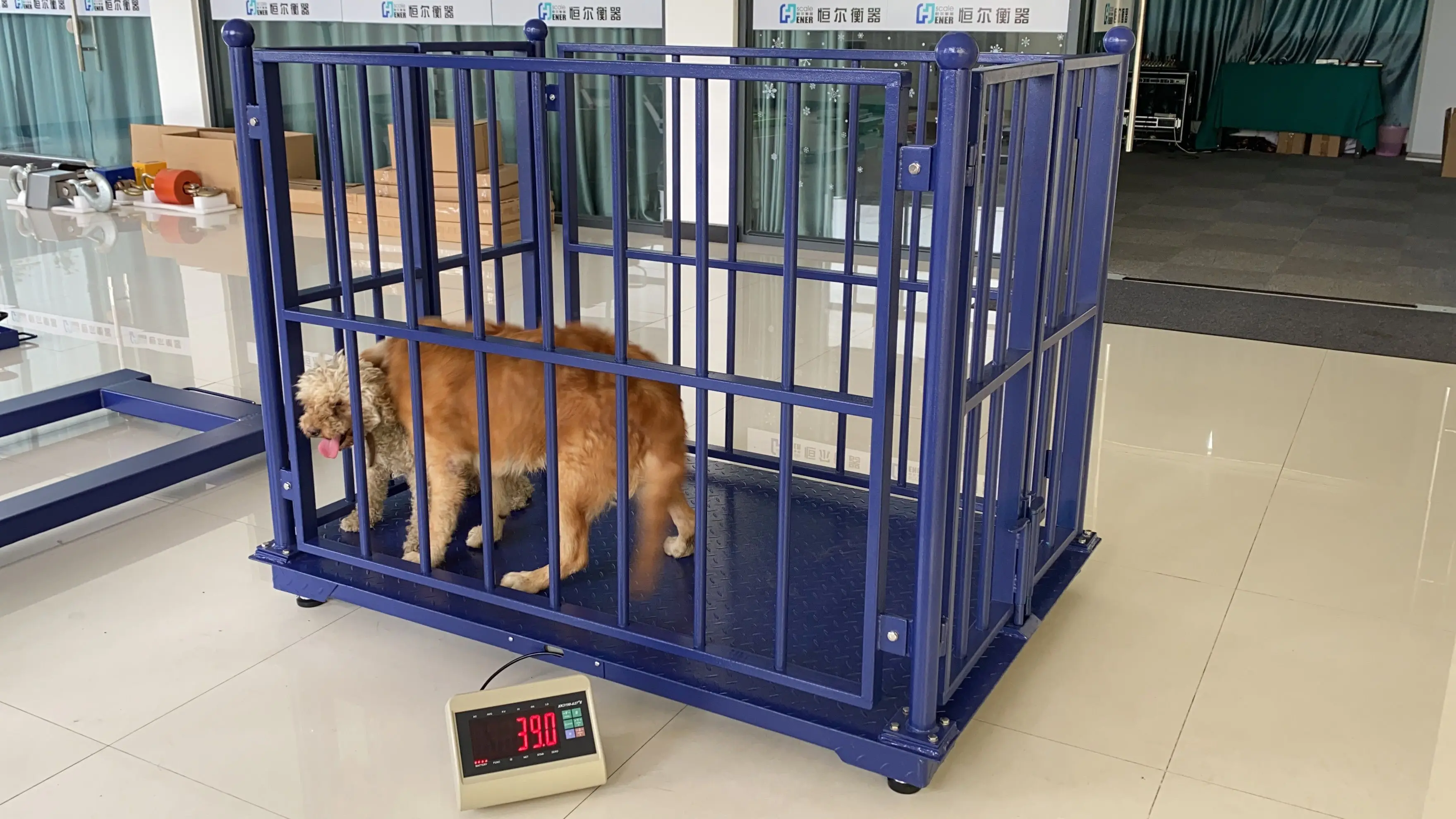 Electronic weighing animal cattle live stock scale with strong fences