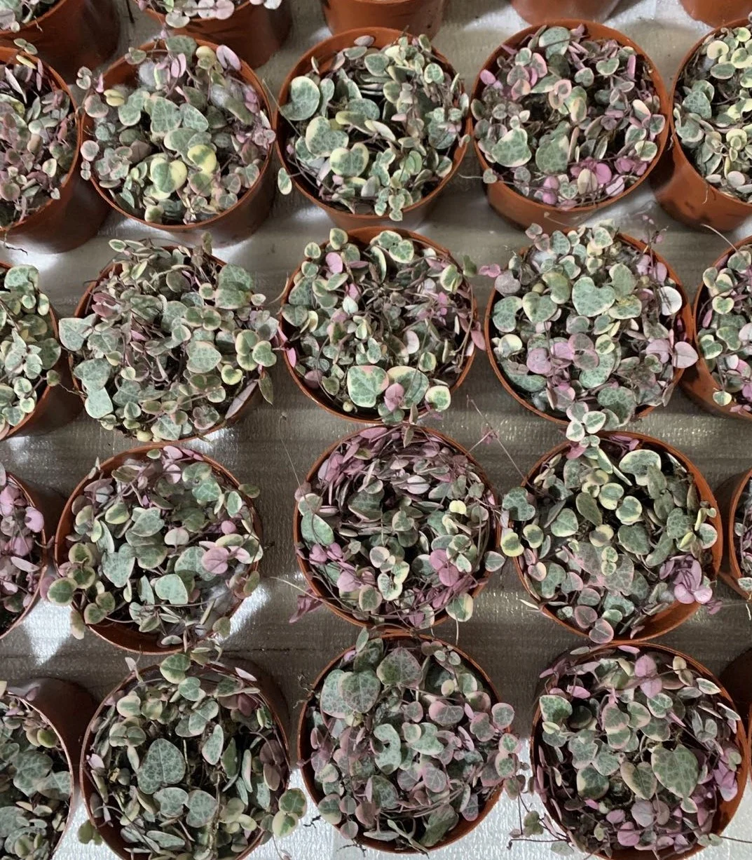  Низкая цена нитка сердца Senecio rowleyanus натуральные декоративные живые растения настоящие суккуленты бонсай церопия колларикон