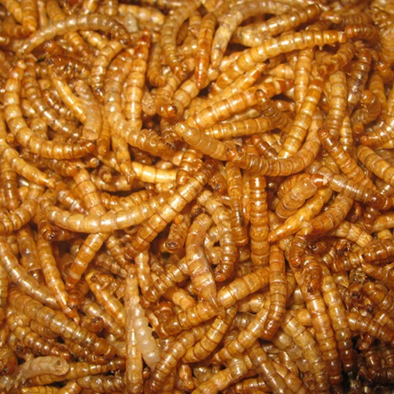 Chinese factory made pet poultry feed freeze dried mealworms wholesale dried mealworms dried superworm