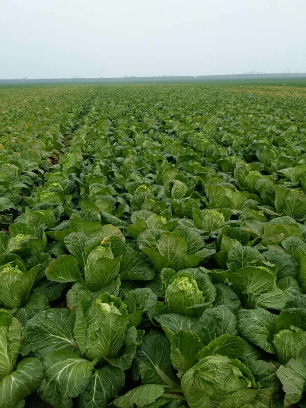 mineral source humic acid humin fertilizer for crops rapid growth