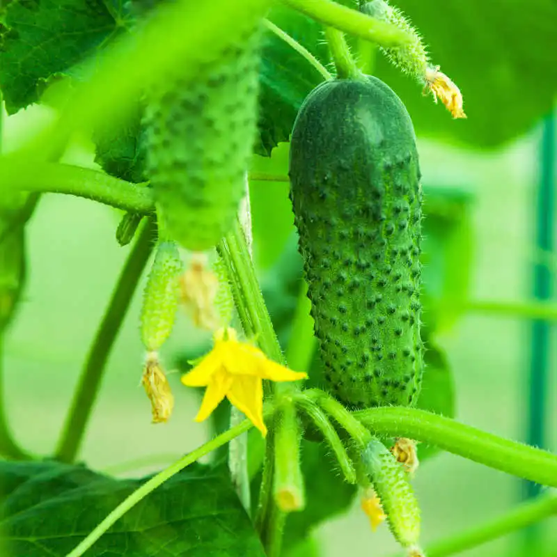 High Quality Agricultural Products Green Natural Vegetables Fresh Cucumber