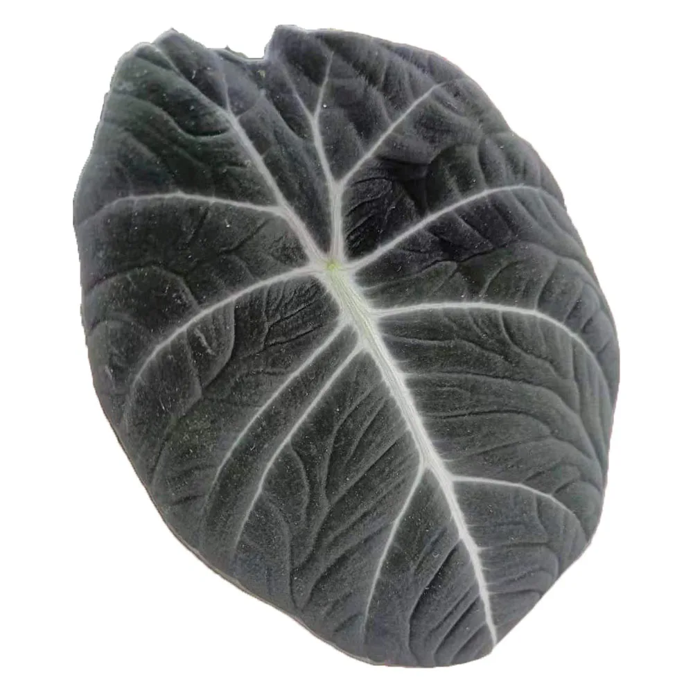 Черная бархатная зеленая листва Alocasia reginula темные бархатистые белые