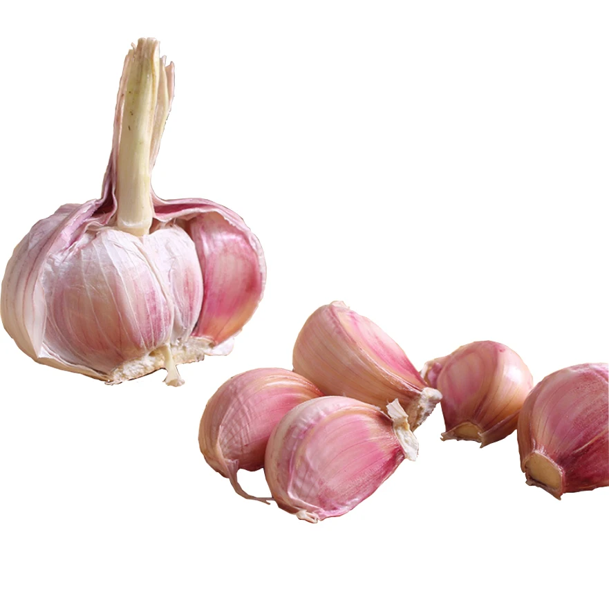 Import Chinese Normal White Fresh garlic Low Price