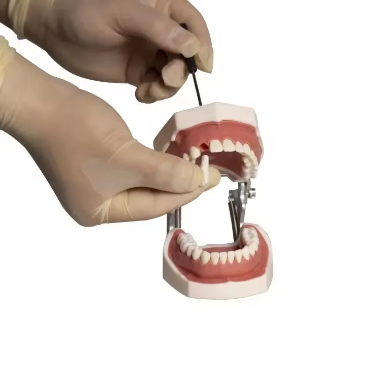 Dental study dental model teeth model dental school 28pcs teeth with screw dental restoration jaw model