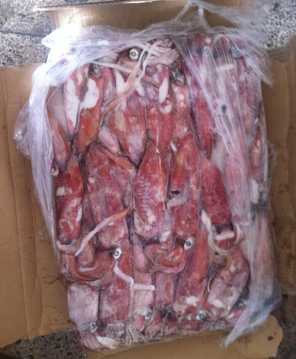 Wholesale Illex Whole Frozen Squid