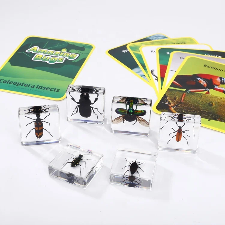 Real Insect in Resin Set  Kids Teaching Toys Coleoptera Insects for Biology Teaching