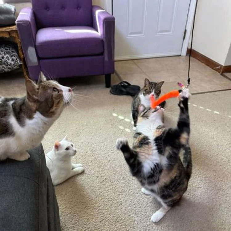 Worm Teaser & Exerciser - Durable Flirt Pole/Cat play Toy