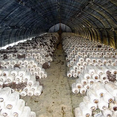 Small Span Tunnel Green House with Black and White Plastic Film and Insulation Layer for Mushroom Growing