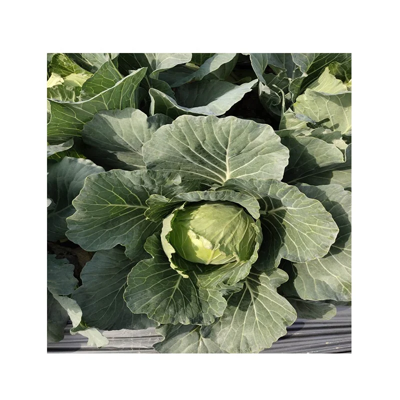 
Asian high-yield hybrid cabbage seeds from China vegetable seeds 