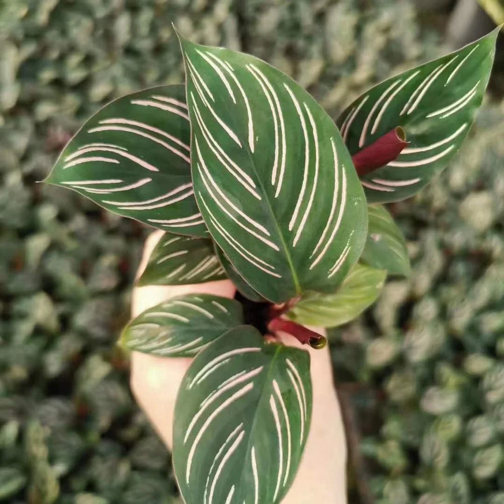 Тканевая культура саженцы растения саженцы двуслойные arrowroot