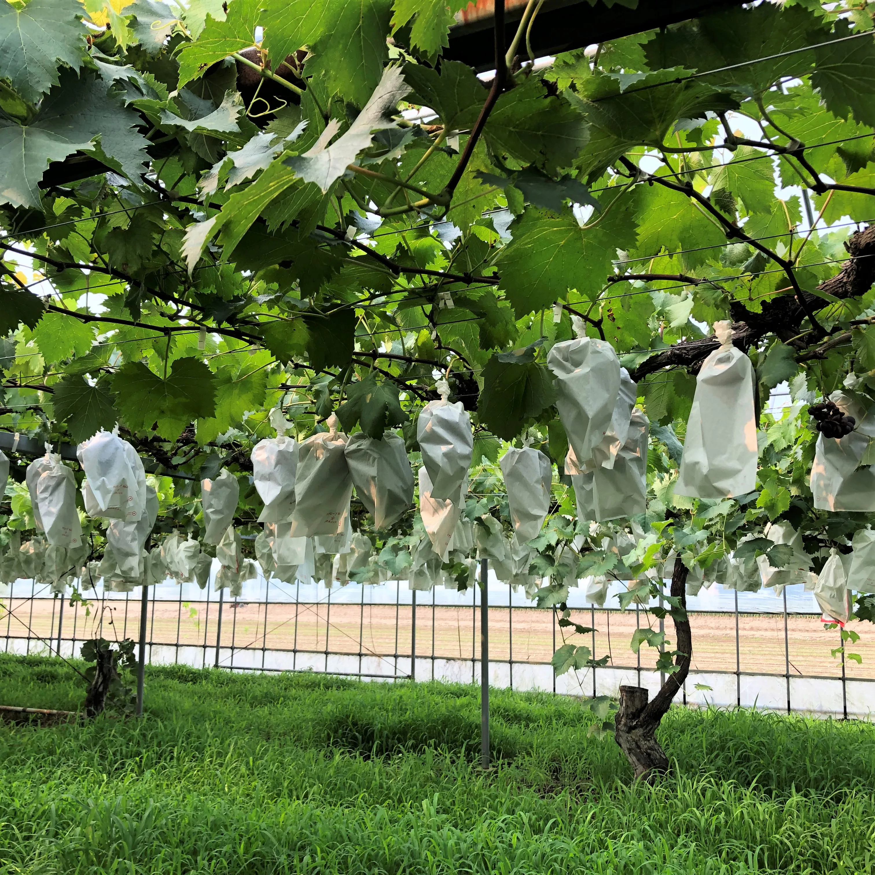 
Japanese healthy vitamin rich shine muscat natural fruits for wholesale 