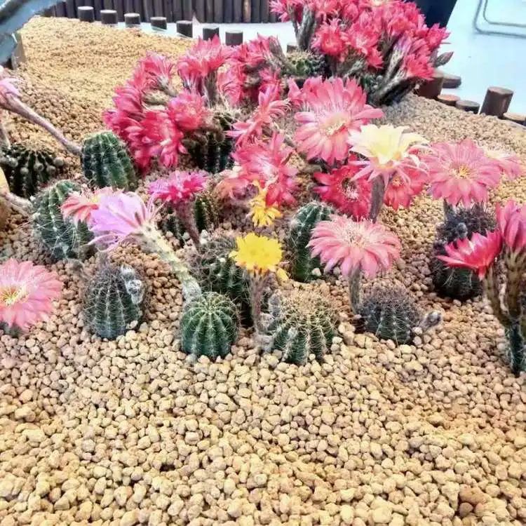 Kanuma soil Succulent Plants Soil Fertilizer Breathable Akadama For Green Planting