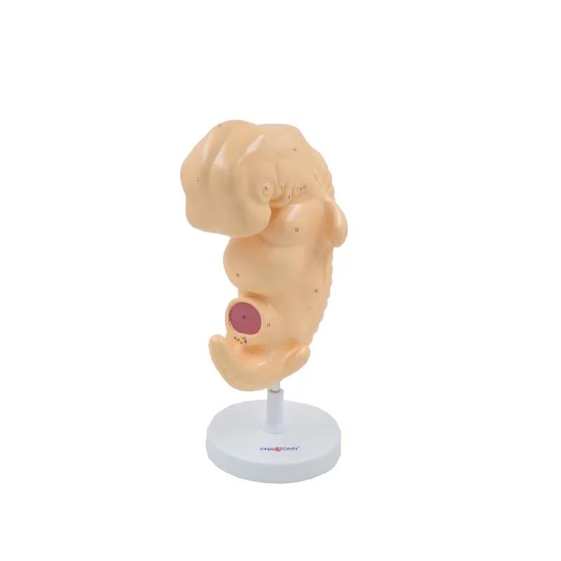 Enlarged Human Embryo Model 50X Life Size 4th Week Fetus Development Anatomical Model Educational Equipment Teaching Resources