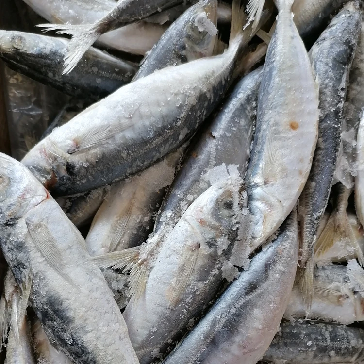  Замороженная лошадиная скумбрия по лучшей цене