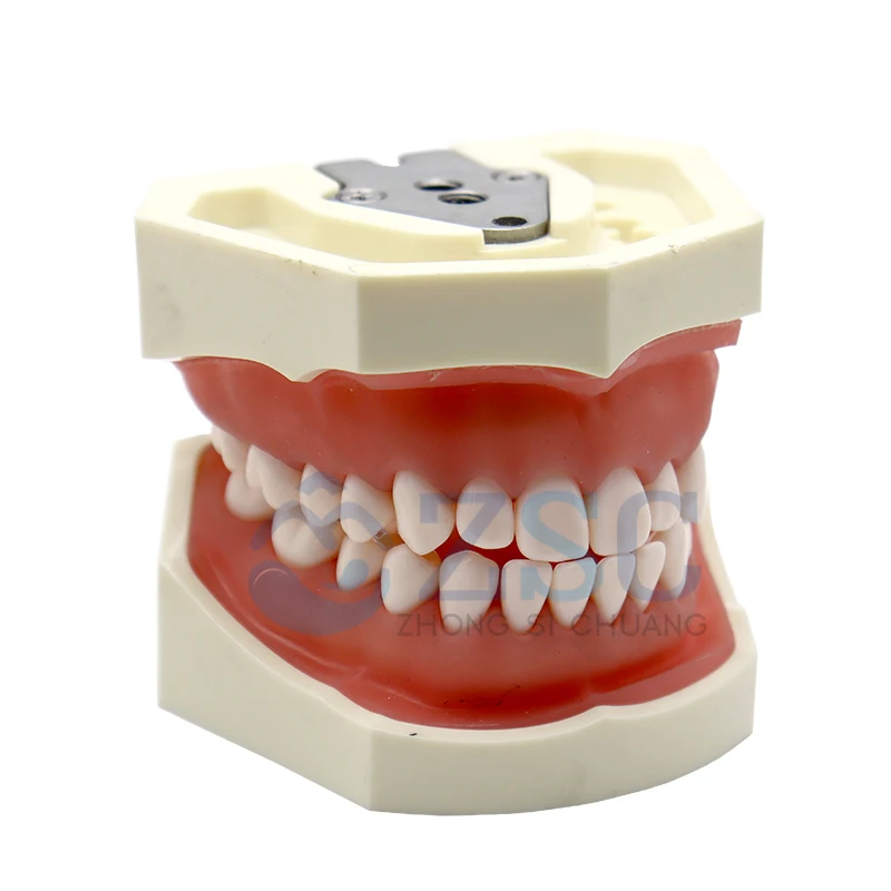 Dental Oral Teaching Tooth Plates Dental Denture Model Typodont Synthetic Resin Polymer False Replace Teeth