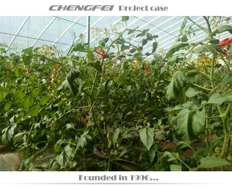 Commercial single-span agricultural tunnel plastic film vegetable tomato greenhouses supplier