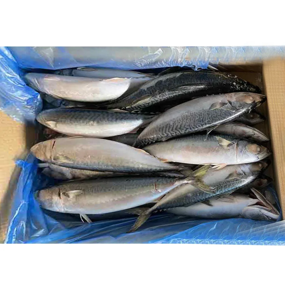 Китай замороженная Тихоокеанская скумбрия морская рыба
