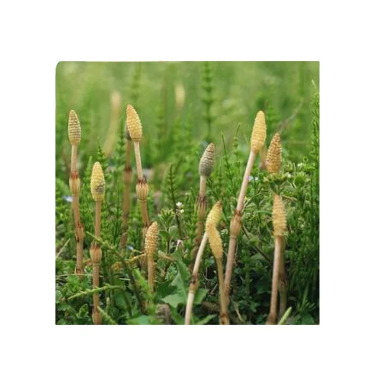 Manufacture Bulk Horsetail Extract Powder Equisetum Arvense 7% Silica Powder Price