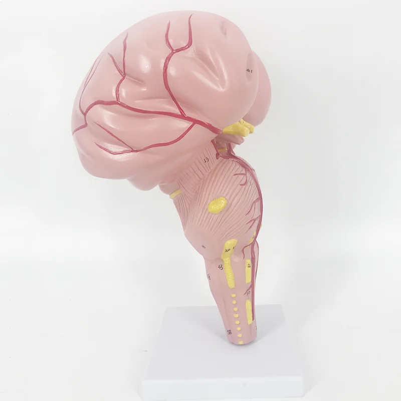 YA/N021 Natural Size Human Brainstem Model for Anatomy Research