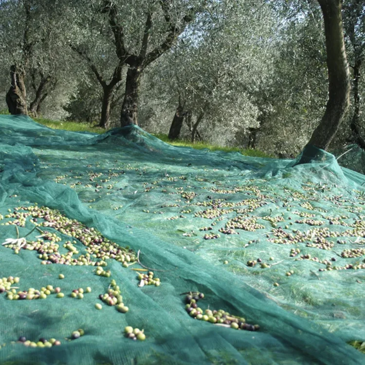 Wholesale HDPE UV resistant plastic olive net Fruit Collect Netting 70 gsm Agriculture Olive Harvest Net