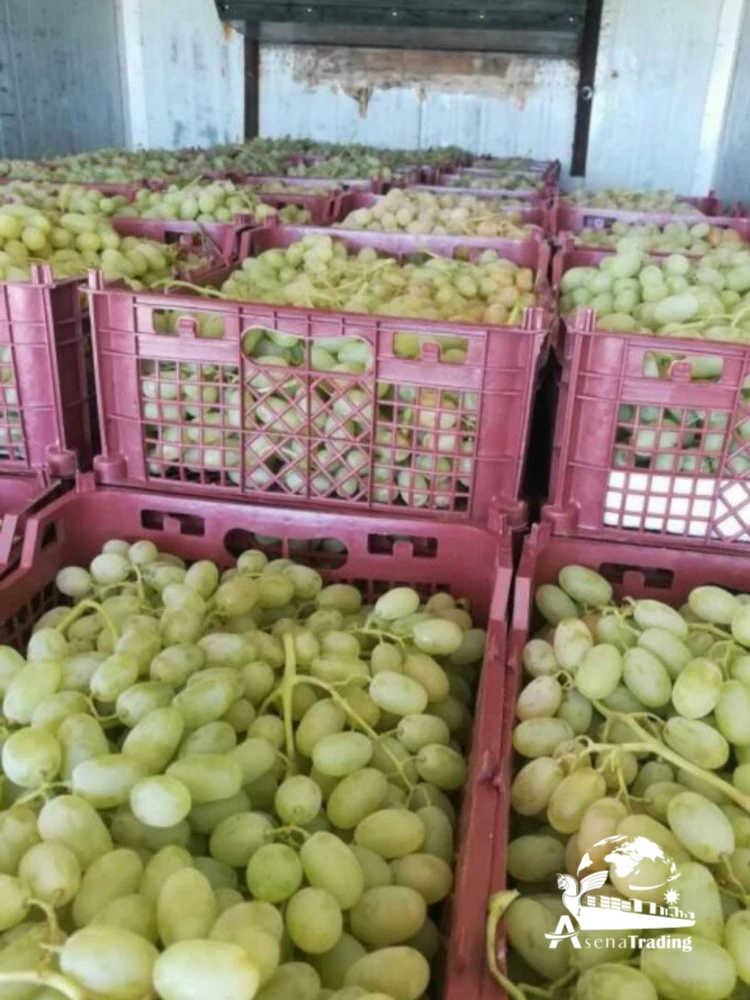 Premium Style High Quality Food Organic Package Weight Origin Quality Size Grade Fresh Sweet Seedless Grapes